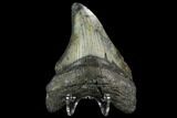 Bargain, Fossil Megalodon Tooth - North Carolina #124813-2